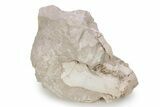 Bargain, Fossil Oreodont (Leptauchenia) Skull - South Dakota #249280-1